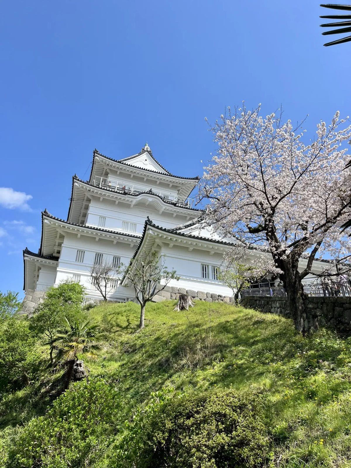 Odawara Castle cherry blossoms\